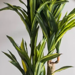 Artificial Dracaena Tree With Pot Yellow 52in - Vickerman 6 Artificial Dracaena Tree With Pot Yellow 52in - Vickerman -Vickerman GUEST 0bcf7e48 b1c3 456e 906d a06f3de4b458