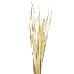 Vickerman Rush Grass, Dried 7oz -Vickerman GUEST 1683cd27 51db 4b53 b29f 486c73d95f2e