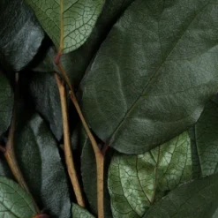 Vickerman 16-22" Natural Botanicals Salal Foliage Bunch