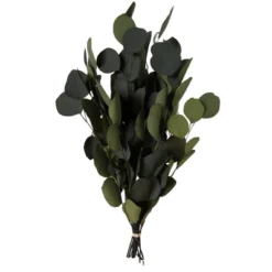 Vickerman Natural Botanicals 18-20" X 8" Eucalyptus Populus, 100 Grams Per Unit -Vickerman GUEST 6ee94c2c fe04 45de af87 5be898b01b55