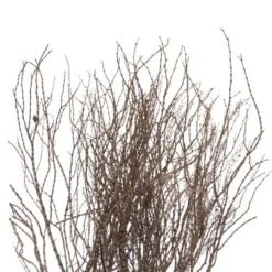 Vickerman 36" Tigerwood Bundle, 25 Stems Per Bundle , Dried