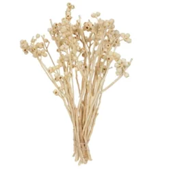 Vickerman Natural Botanicals 14" X 1-3" Ambernut Branch 10 Vickerman Natural Botanicals 14" X 1-3" Ambernut Branch -Vickerman GUEST b456574d 7c16 45a6 ab68 cb13f8705182