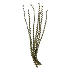 Vickerman Ladder Branches, Dried -Vickerman GUEST eb372d8a 4d04 4f2f 9604 6c8f30ad0f45